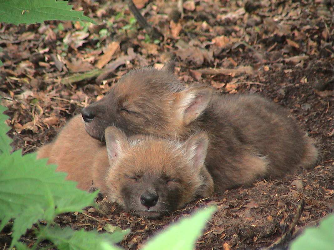 Dhole puppies